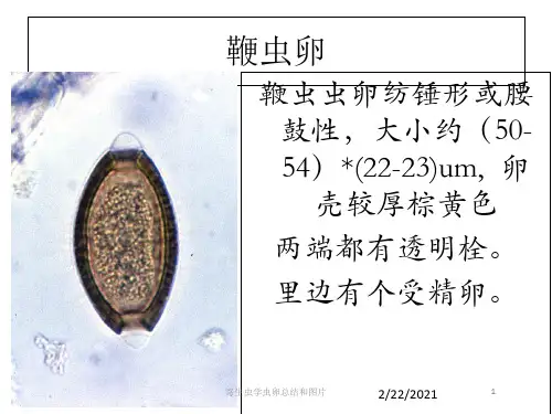寄生虫学虫卵总结和图片课件