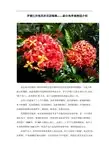 勐仑热带植物园介绍