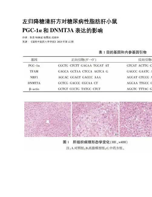 左归降糖清肝方对糖尿病性脂肪肝小鼠PGC-1α和DNMT3A表达的影响