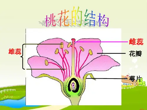 【教科版】各种各样的花PPT精品课件1