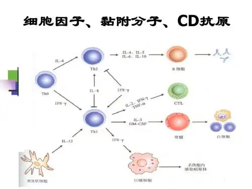 细胞因子中文,本科-文档
