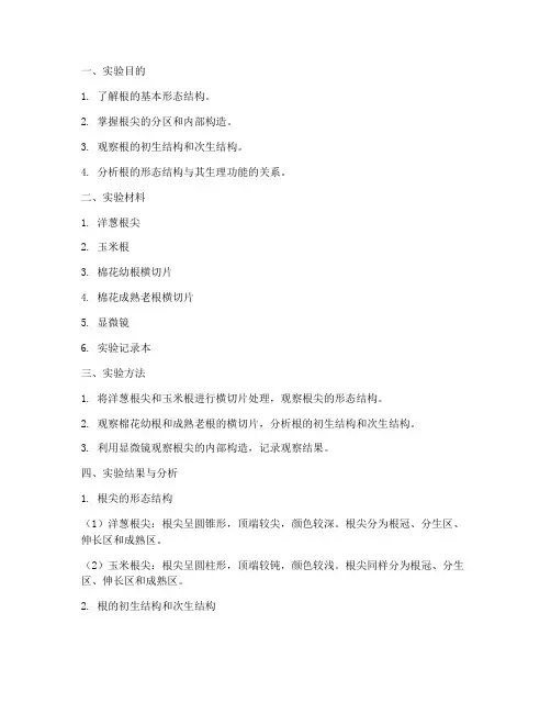 根形态结构实验报告