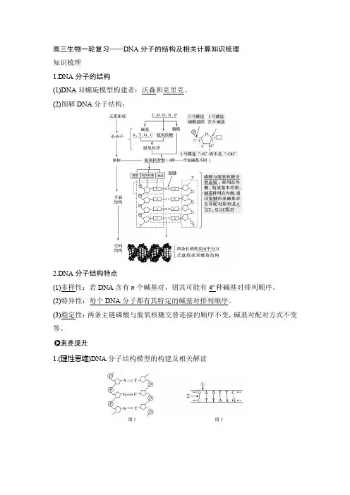 高三生物一轮复习——DNA分子的结构及相关计算知识梳理
