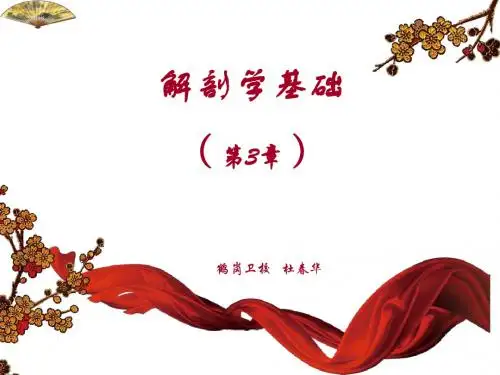 《解剖学基础》第3章新课件