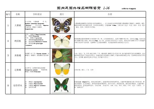 蝴蝶鉴赏