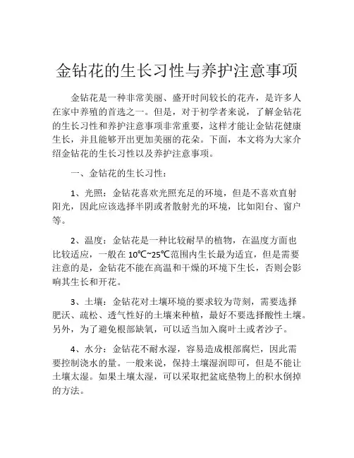 金钻花的生长习性与养护注意事项