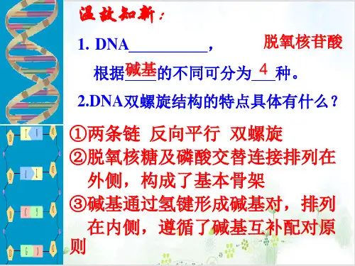 [人教版]《DNA的复制》完美课件1