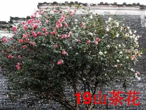 19山茶花(第二课时)