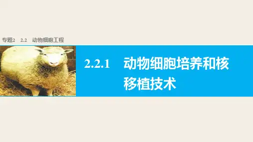 人教版 高二生物 选修3 专题2 ：2.2.1动物细胞培养和核移植技术(共43张PPT)