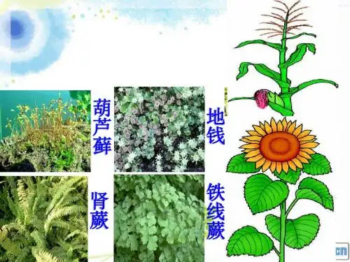 苔藓和蕨类植物