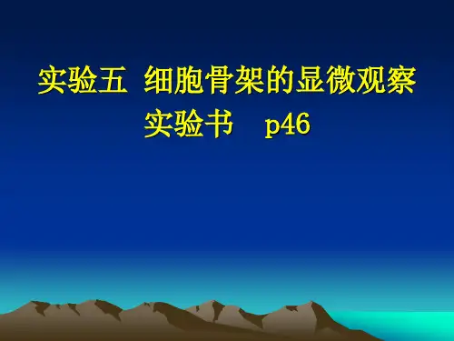 2 实验五  细胞骨架的显微观察