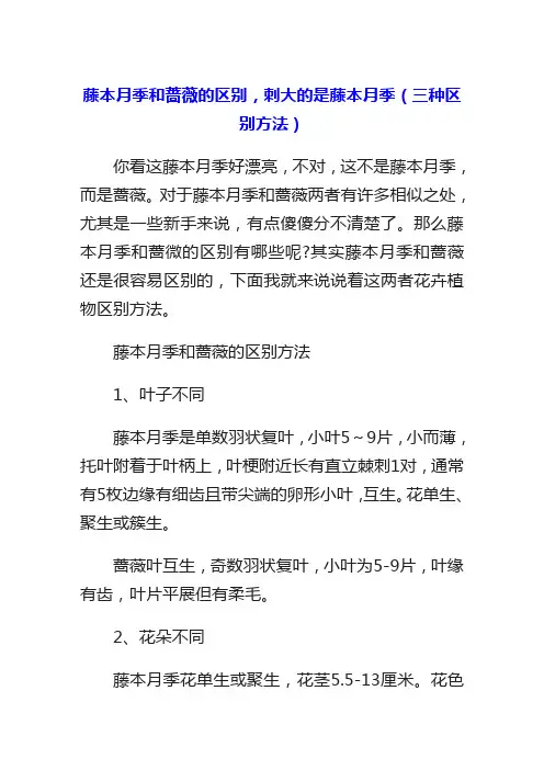 藤本月季和蔷薇的区别,刺大的是藤本月季(三种区别方法)