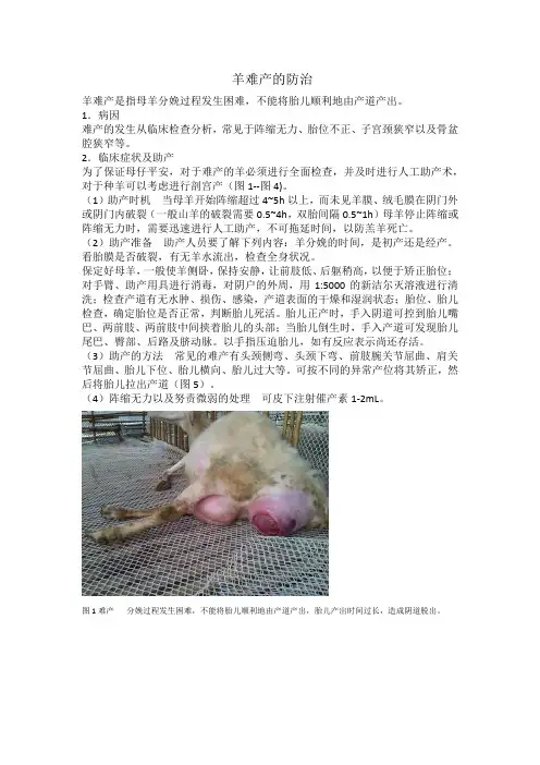 羊难产的防治