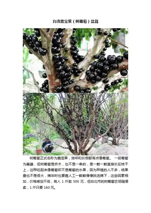 台湾嘉宝果（树葡萄）盆栽