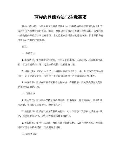 蓝杉的养殖方法与注意事项