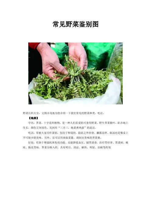 常见野菜鉴别图