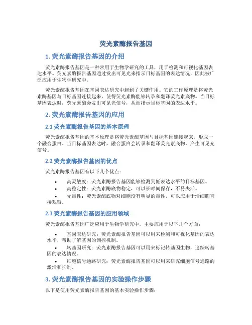 荧光素酶报告基因