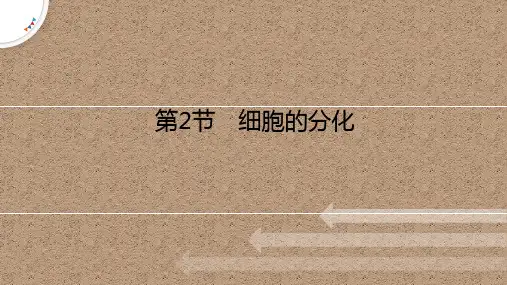 细胞的分化课件高一上学期生物人教版必修1