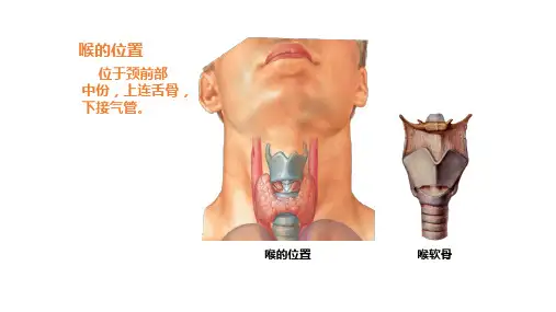 喉的解剖结构