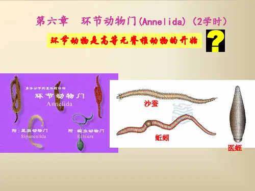 环节动物