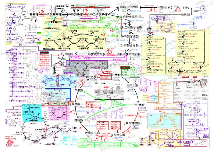 生物化学代谢图