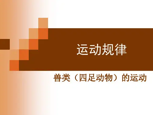 FLASH动画运动规律-兽类(四足动物)的运动
