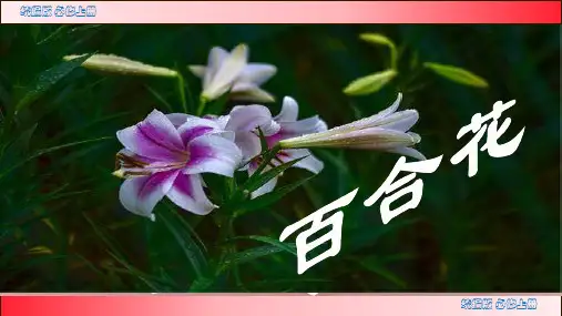 3.1《百合花》课件++2023-2024学年统编版高中语文必修上册