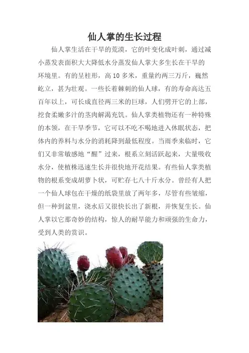 仙人掌的生长过程