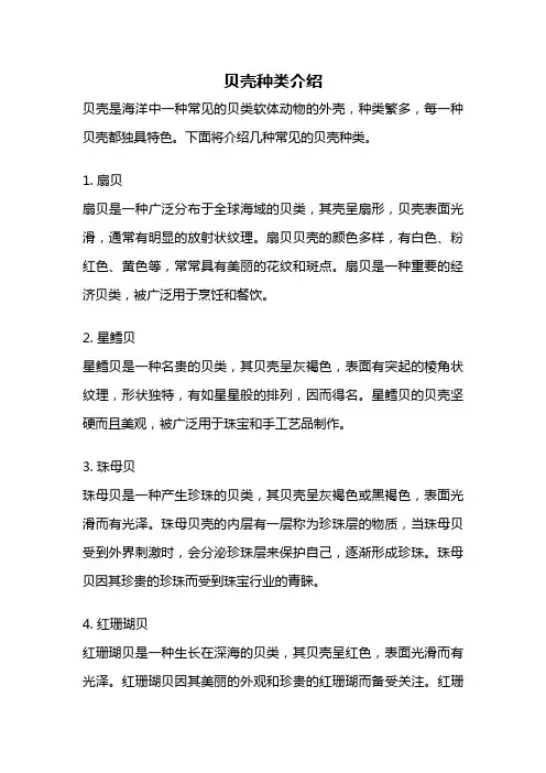 贝壳种类介绍