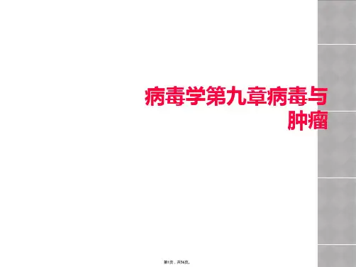 病毒学第九章病毒与肿瘤