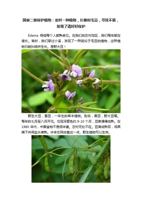 国家二级保护植物：农村一种植物，长像似毛豆，寻找不易，发现了请好好保护