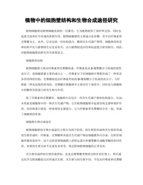 植物中的细胞壁结构和生物合成途径研究