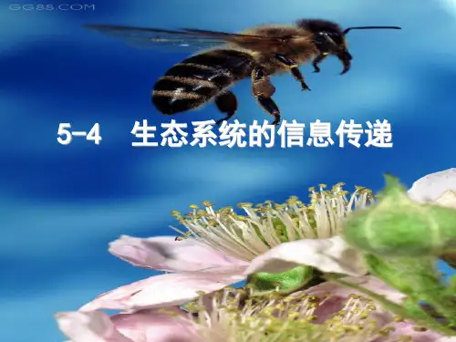 5.4生态系统的信息传递 课件