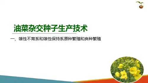 油菜杂交种种子生产技术—“三系法”油菜杂交种生产技术