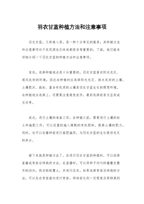 羽衣甘蓝种植方法和注意事项