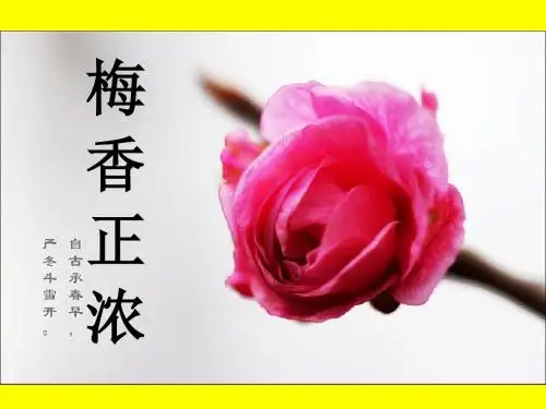 北师大版六年级语文上册《梅香正浓》第一、二课时观摩课示范课公开课优质课赛教课最新精品优秀课件PPT