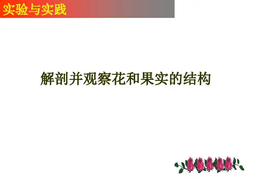 解剖并观察花和果实的结构(实验)