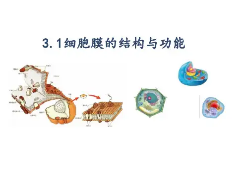 细胞膜的结构和功能ppt课件