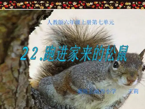 《跑进家来的松鼠》课件