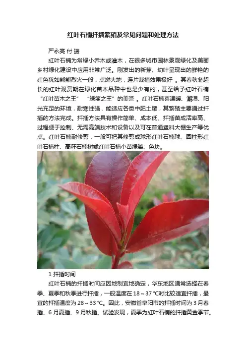 红叶石楠扦插繁殖及常见问题和处理方法
