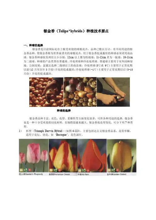 郁金香种植的养护与管理