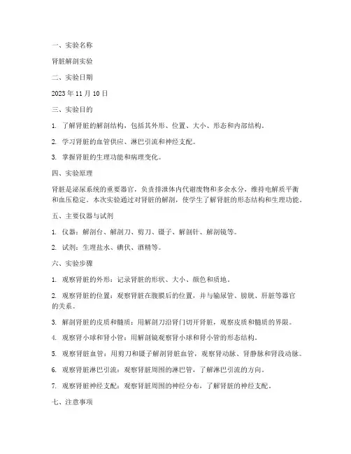 医学肾脏解剖实验报告