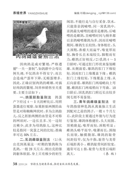 肉鸽雌雄鉴别三法