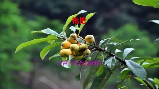 清热解渴减肥瘦身的枇杷+课件