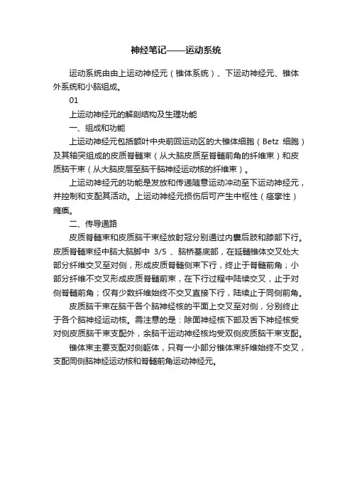 神经笔记——运动系统