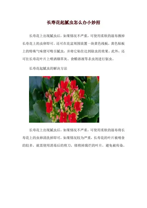 长寿花起腻虫怎么办小妙招