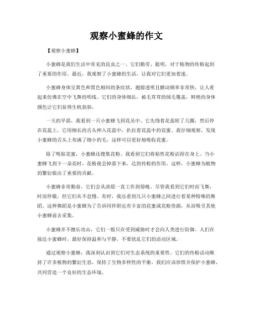 观察小蜜蜂的作文