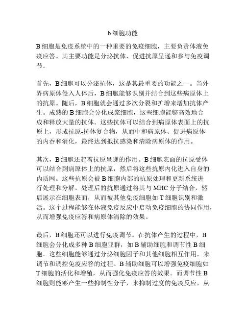 b细胞功能