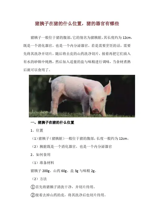猪胰子在猪的什么位置,猪的器官有哪些