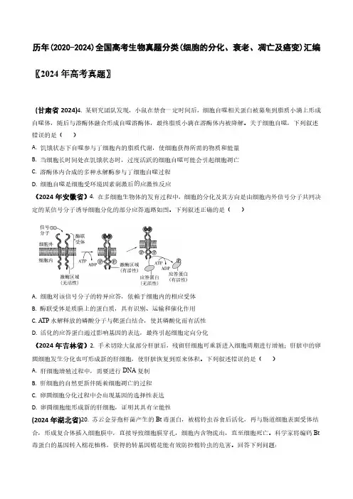 历年(2020-2024)全国高考生物真题分类(细胞的分化、衰老、凋亡及癌变)汇编(附答案)